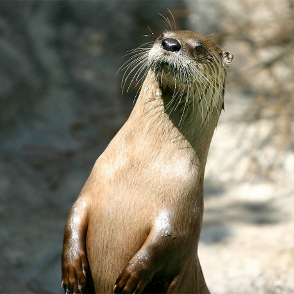 La loutre